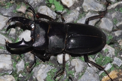 Serrognathus titanus okinawanus