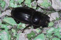 Serrognathus titanus okinawanus