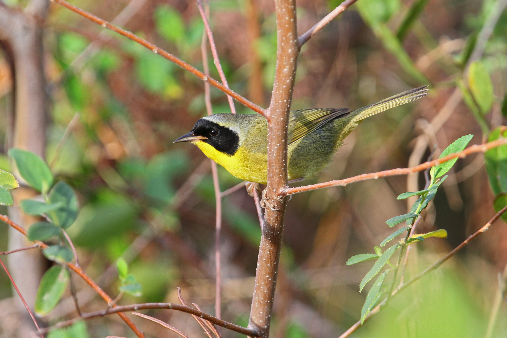 Bahama Yellowthroat (Geothlypis rostrata), photo 5