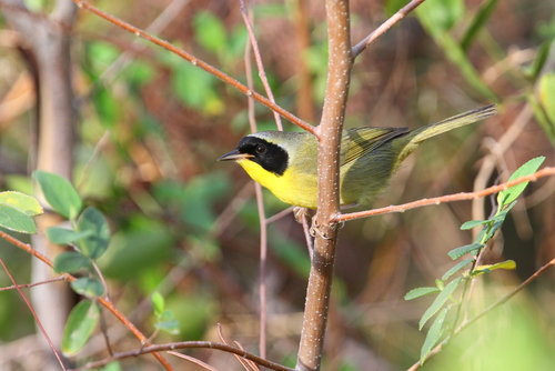 Bahama Yellowthroat (Geothlypis rostrata), photo 6