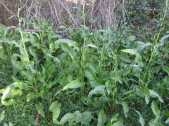 Rumex brownii