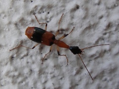 Ophionea indica