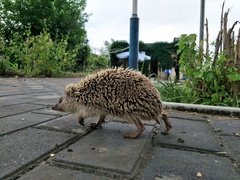 Erinaceus amurensis