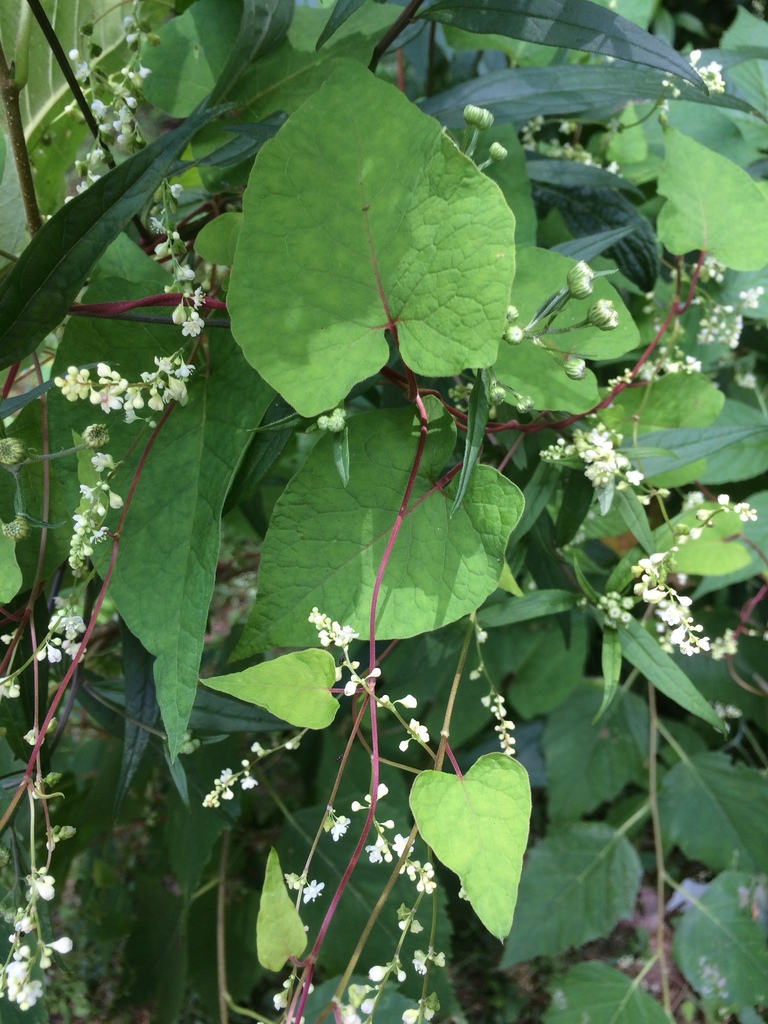 climbing false buckwheat (Flora of FCSNA) · iNaturalist
