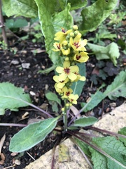 Verbascum