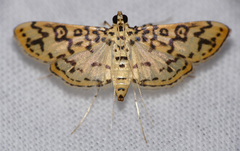 Asturodes junkoshimurae