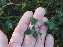 Chenopodium trigonon stellulatum