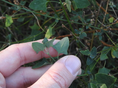 Chenopodium trigonon stellulatum