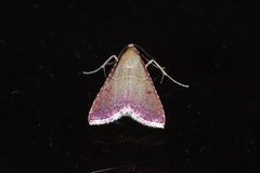 Endotricha minialis
