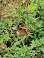 Junonia coenia coenia