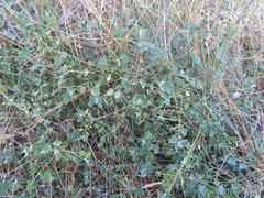 Chenopodium trigonon stellulatum