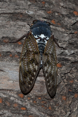 Graptopsaltria nigrofuscata