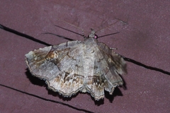 Pangrapta flavomacula