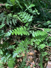 Microlepia