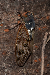 Graptopsaltria nigrofuscata