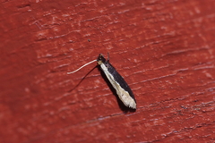 Pyloetis mimosae