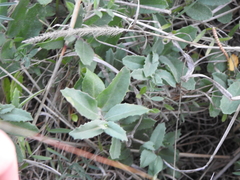 Lobelia concolor