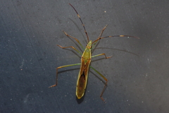 Leptocorisa chinensis