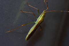 Leptocorisa chinensis