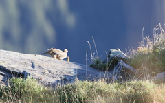 Alectoris graeca saxatilis