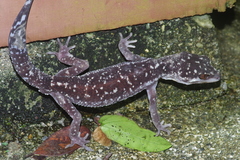 Goniurosaurus kuroiwae