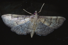 Herpetogramma stultalis