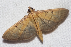 Herpetogramma ochrotinctale