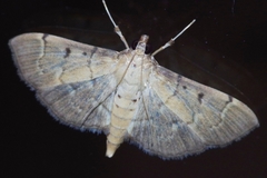 Herpetogramma ochrotinctale
