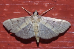 Herpetogramma ochrotinctale