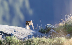 Alectoris graeca saxatilis