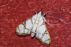 Cirrhochrista kosemponialis