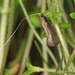 Nematopogon pilella - Photo (c) rbr20, alguns direitos reservados (CC BY-NC), uploaded by rbr20