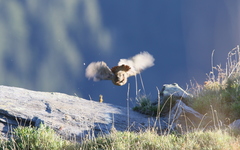 Alectoris graeca saxatilis