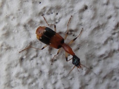 Ophionea indica