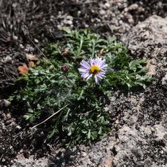 Brachyscome stuartii