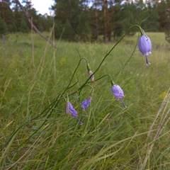 Adenophora stenanthina