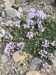 Astragalus austrosibiricus