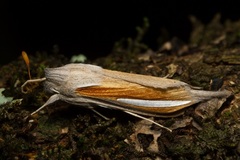 Cucullia hutchinsoni