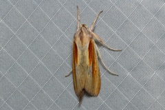 Cucullia hutchinsoni