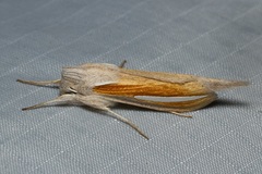 Cucullia hutchinsoni