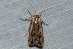 Agrotis spinifera