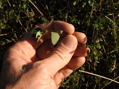 Chenopodium trigonon stellulatum