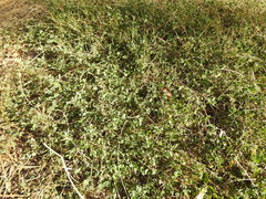 Chenopodium trigonon stellulatum