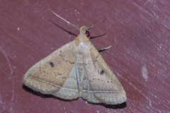 Simplicia discosticta