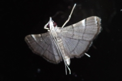 Cangetta hartoghialis