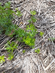 Ranunculus inundatus