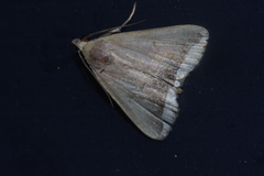 Simplicia mistacalis