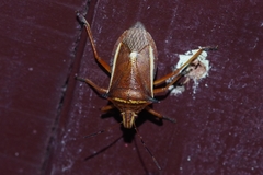 Andrallus spinidens