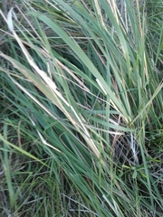 Calamagrostis epigejos