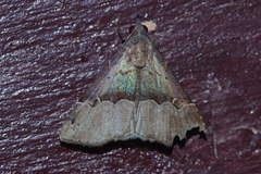 Hypena gonospilalis